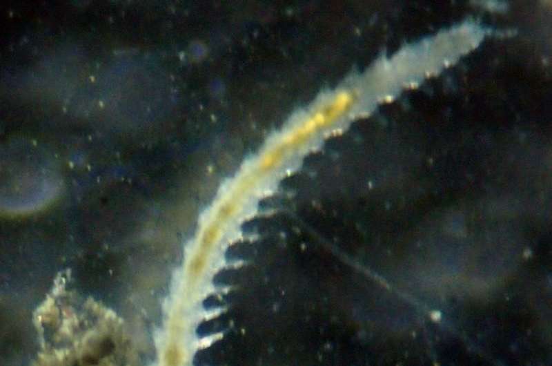 New species of marine worm discovered on Antarctica's Deception Island