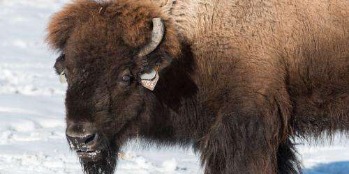 Northern Colorado bison project uses high-tech breeding to halt disease and conserve an icon