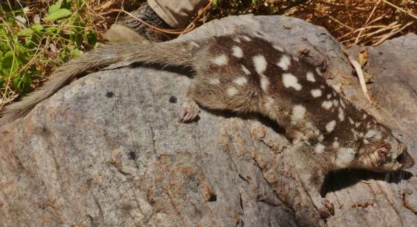 Northern quoll population pops up in arid zone