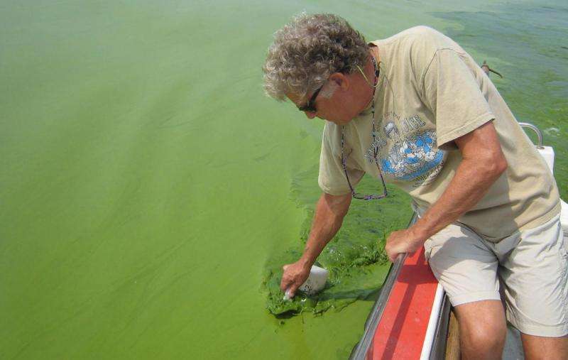 Number of severe algal blooms in Lake Erie to double, forecast says
