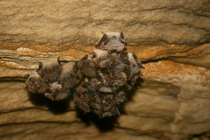 Once plentiful, northeastern bats now threatened by mysterious white-nose syndrome