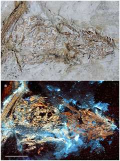 Paleontologists pioneer laser-beam scanning of dinosaur fossils
