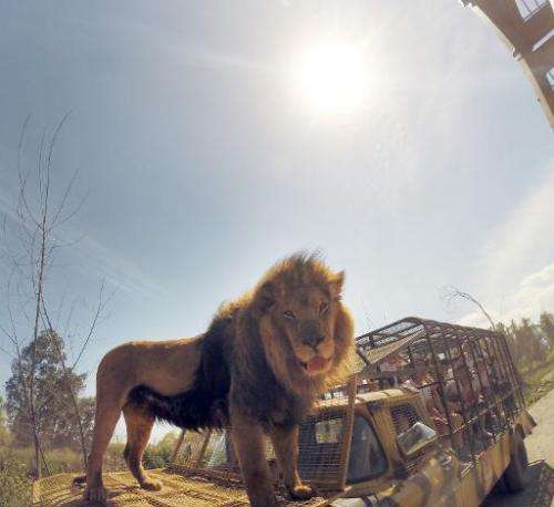 Parque Safari in Chile puts visitors in caged vehicles and drives them around the two-hectare park where the lions roam free