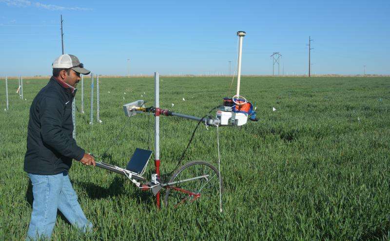 Phenotyping wheat breeding lines takes on new look