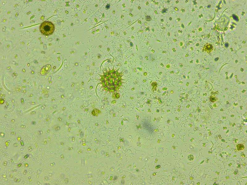 Phytoplankton like it hot: Warming boosts biodiversity and photosynthesis in phytoplankton