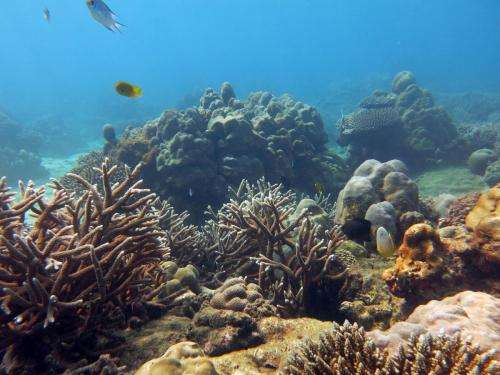 Predicting coral reef futures under climate change