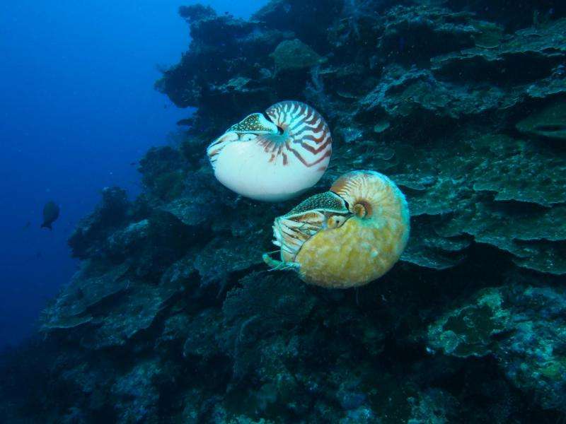 Rare nautilus sighted for the first time in three decades
