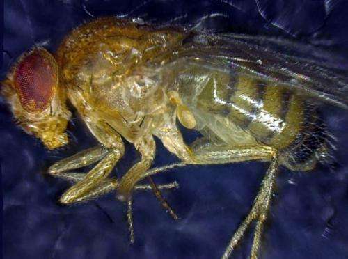 Researchers create Methuselah fly by selecting best cells