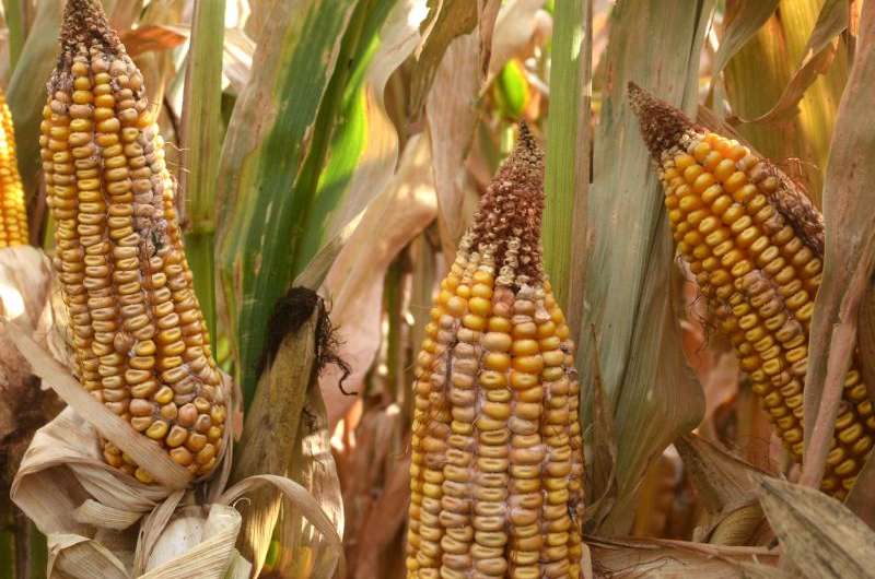 Research scientist advises delaying corn planting in stressful years