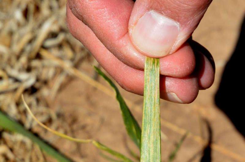 Research seeks early detection of wheat streak mosaic virus