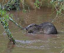 Research team to monitor impact of wild beavers on our waterways