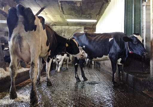 Robots take root on smaller dairy farms, upping production