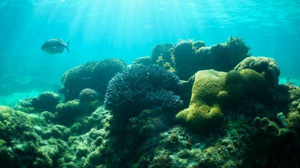 Rottnest’s tropical corals found to thrive
