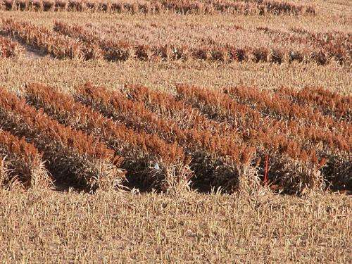 Scientists develop higher yielding sorghum plants
