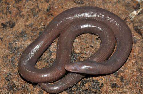 Scientists discover new species of legless amphibian in Cambodia’s Cardamom Mountains