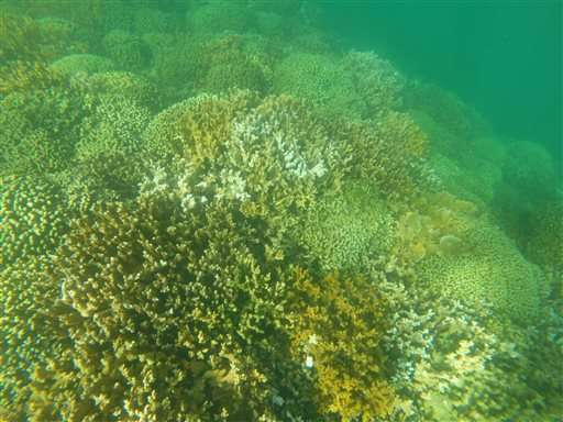 Scientists expect Hawaii's worst coral bleaching ever