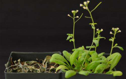 Los científicos reprograman plantas para que sean tolerantes a la sequía