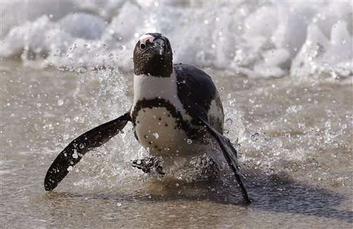 Scientists squabble while Africa's only penguins perish