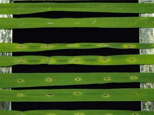 Scientists transfer pathogen-sensing 'antenna' gene to wheat