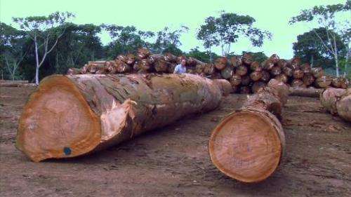 Screengrab from an AFPTV video shot in January 2015 shows logs cut down in the forest in Bambidie, eastern Gabon