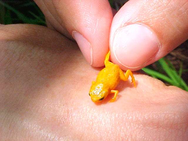 Seven new miniaturized frog species found in the Brazilian Atlantic Rainforest
