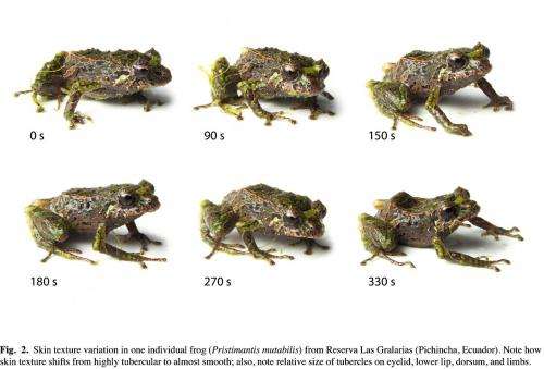 Shape-shifting frog discovered in Ecuadorian Andes