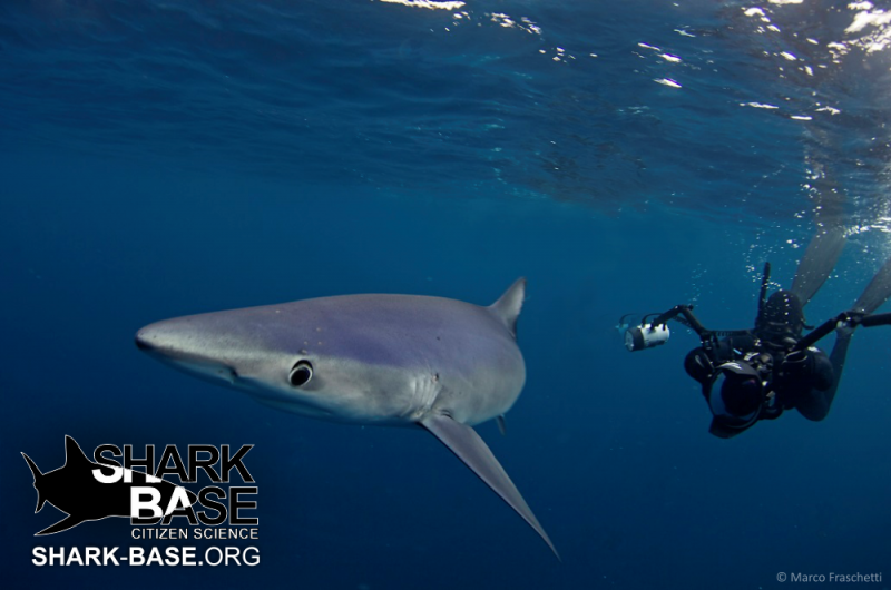 Shark researchers enlist the help of the public as citizen scientists