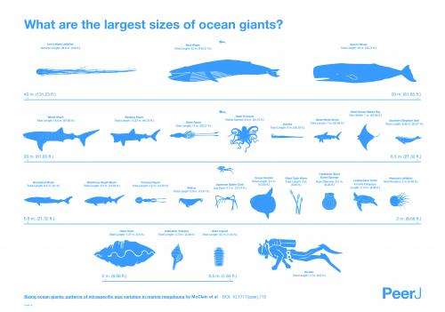 Sizing up giants under the sea