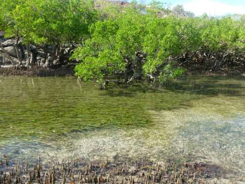 Solving the seagrass mystery