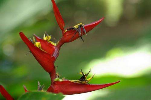 Some tropical plants pick the best hummingbirds to pollinate flowers