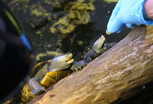 Spike in water toxins blamed for hundreds of turtle deaths