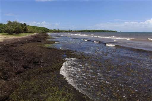 Stinking mats of seaweed piling up on Caribbean beaches