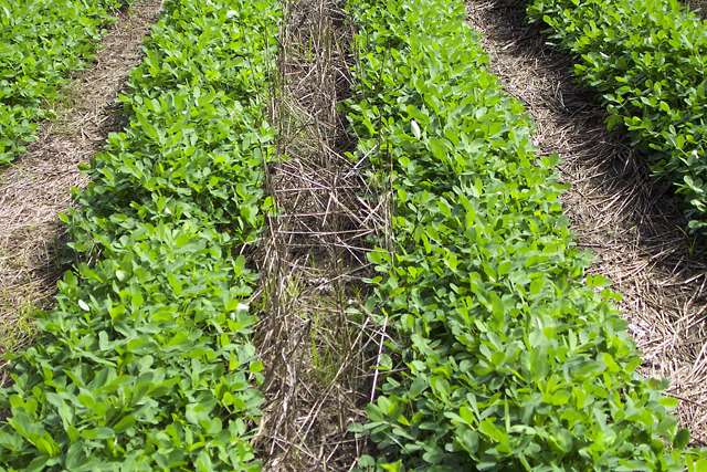 Strip tillage and cover crops enhance soil quality in the southeast in the face of climate change