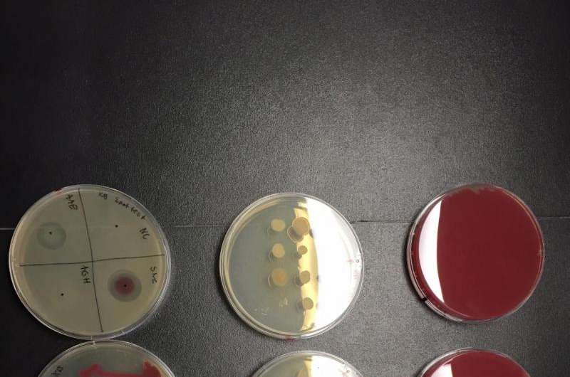 Students search the soil for new antibiotics