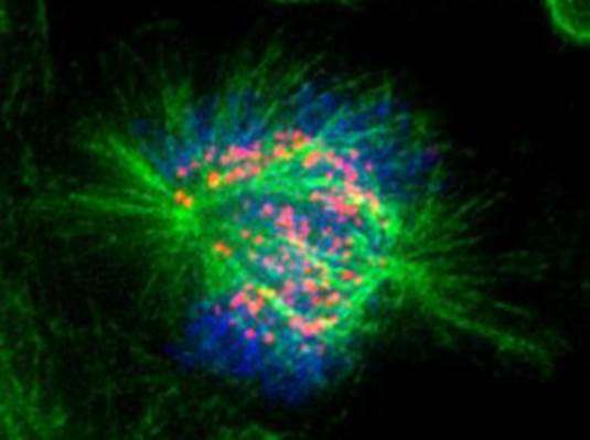 Study finds cell division sign posts for chromosomes along microtubule highway