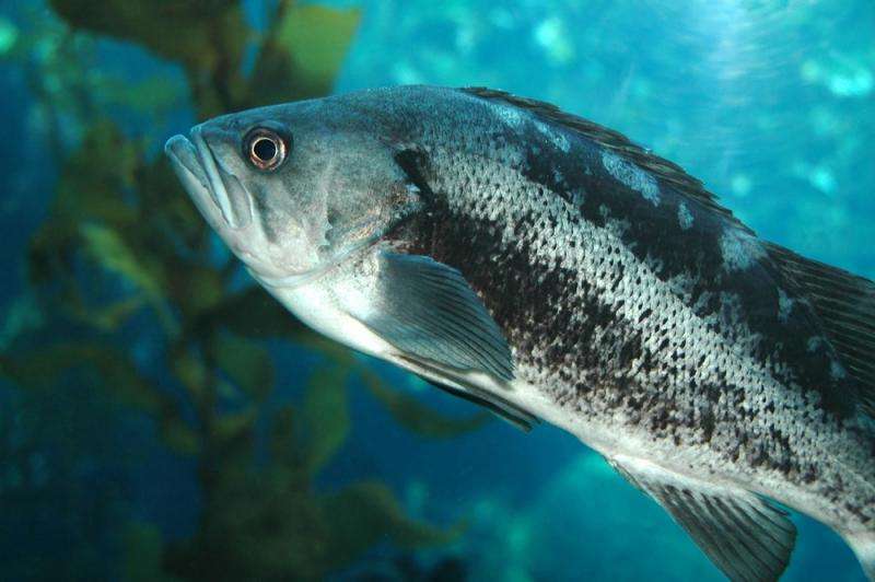 Study finds nearly a third of the bass population that spawn as females become males