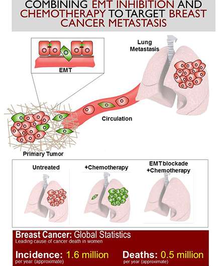 Study of breast cancer metastasis upends conventional wisdom, suggesting new treatment strategy