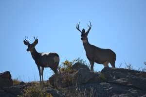 Study quantifies natural gas development impacts on mule deer