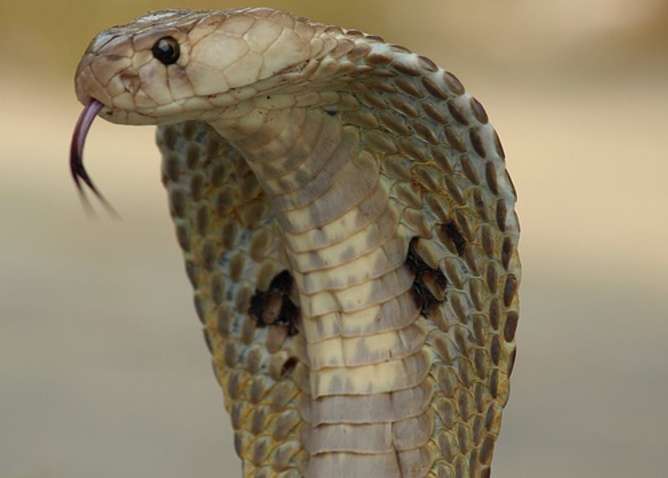 Tackling India's snakebite problem