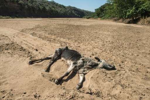 The carcass of a dead cow lies in the Black Umfolozi River, dry from the effects of a severe drought north of Durban, South Afri