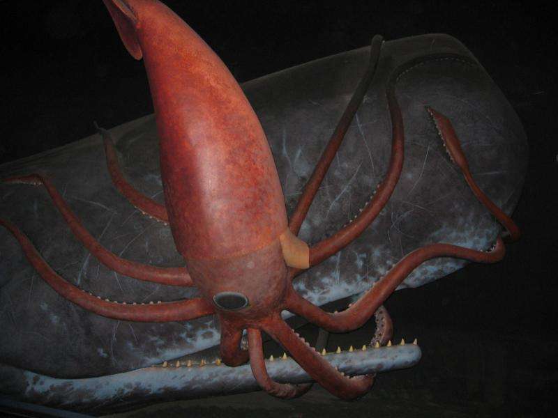 The real-life origins of the legendary Kraken