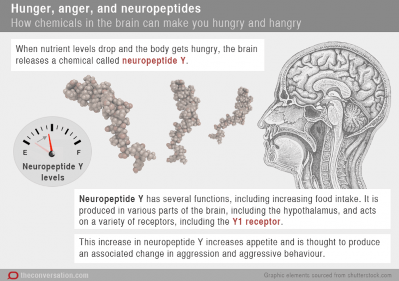The science of 'hangry', or why some people get grumpy when they're hungry