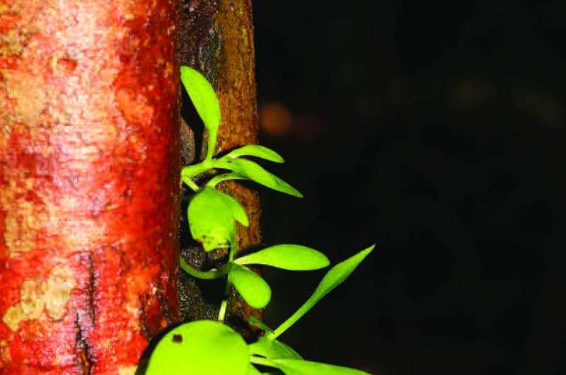 Thriving in the tropics of Borneo: 2 new Hoya species on the third largest island