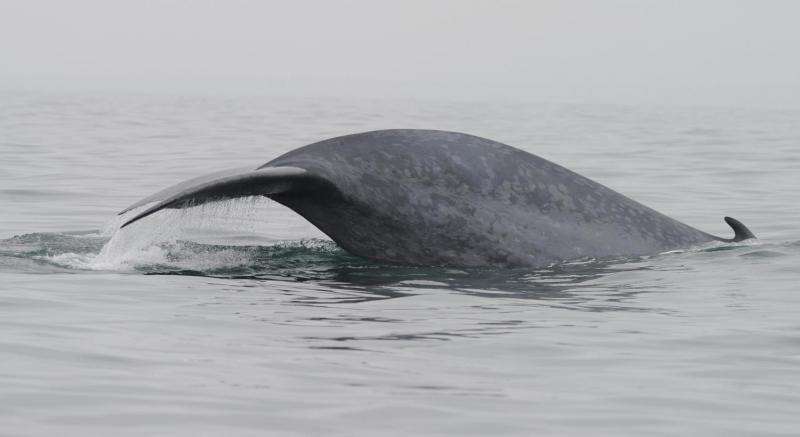 To breathe or to eat: Blue whales forage efficiently to maintain massive body size