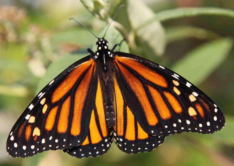Vineyard habitats help butterflies return