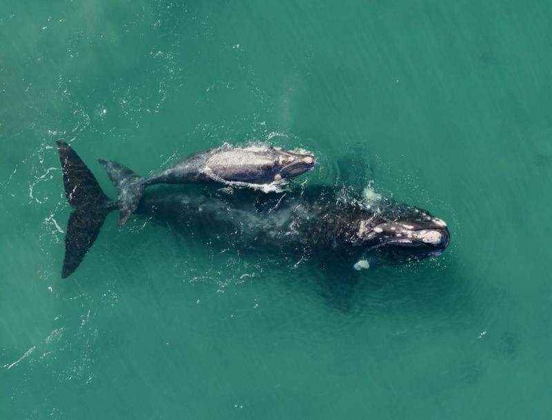 What was killing the young right whales? New research finds a suspect