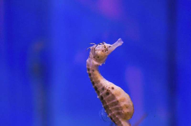 Why the seahorse's tail is square