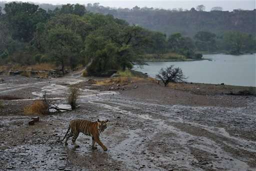 Wildlife groups say 41 tigers have died in India this year