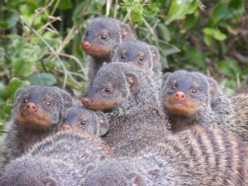Wild mongooses avoid inbreeding with unusual reproductive strategy