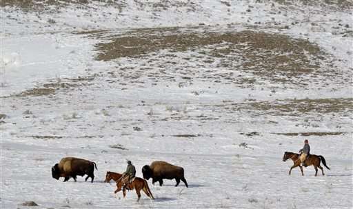 Yellowstone park proposes killing 1,000 bison this winter
